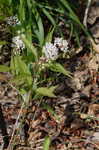 Swamp milkweed